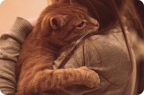 cat hug