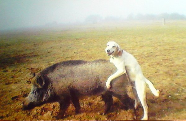 Hunting-dog-fail