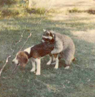coon-dog-getting-humped