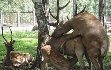 deer-humping-deer