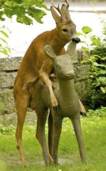 deer-humping-fake-deer