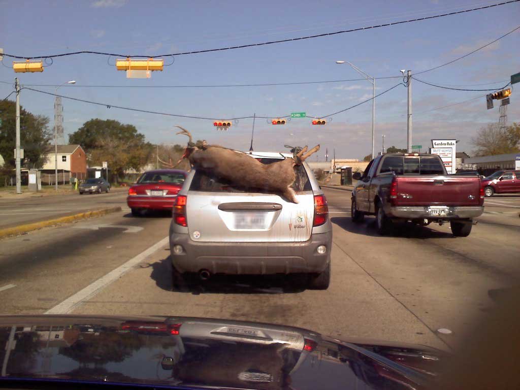 deer-texas-back-of-vehicle1