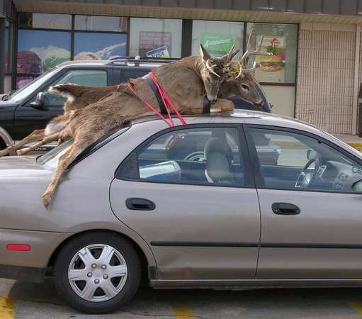 two-deer-car