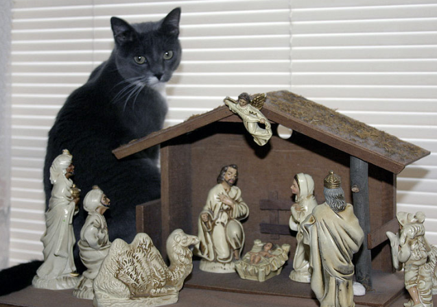cats with nativity