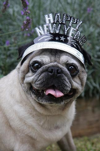 dog-new-years-hat-6
