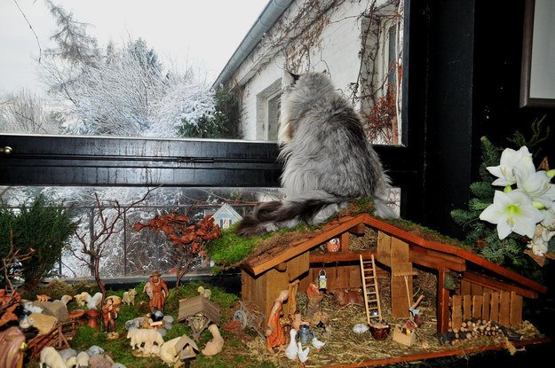 enhanced-24526-1418318069-1