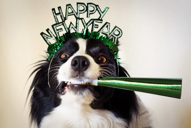 holiday-new-years-dog2