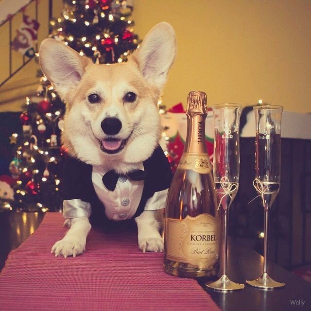 nye_wallythewelshcorgi