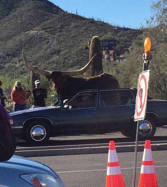 its-amazing-what-you-can-see-while-youre-commuting-4