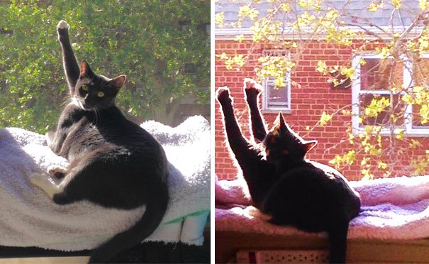 cats-enjoying-warmth-1121__605
