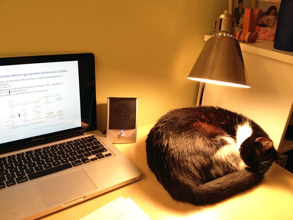 cats-enjoying-warmth-47__605