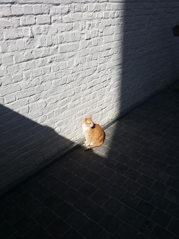 cats-enjoying-warmth__605