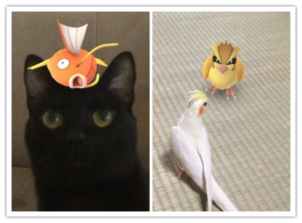 állatok látják a Pokémonokat