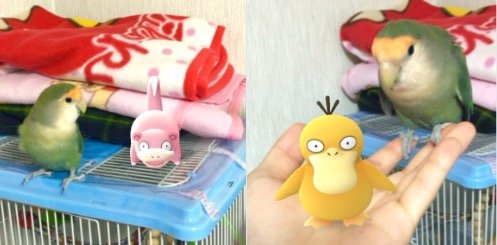 Állatok látják a Pokémonokat